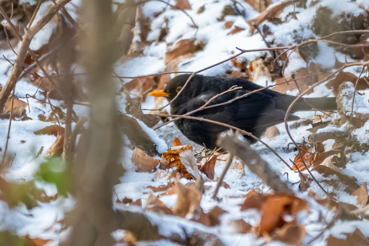 Дрізд чорний - ML648613373