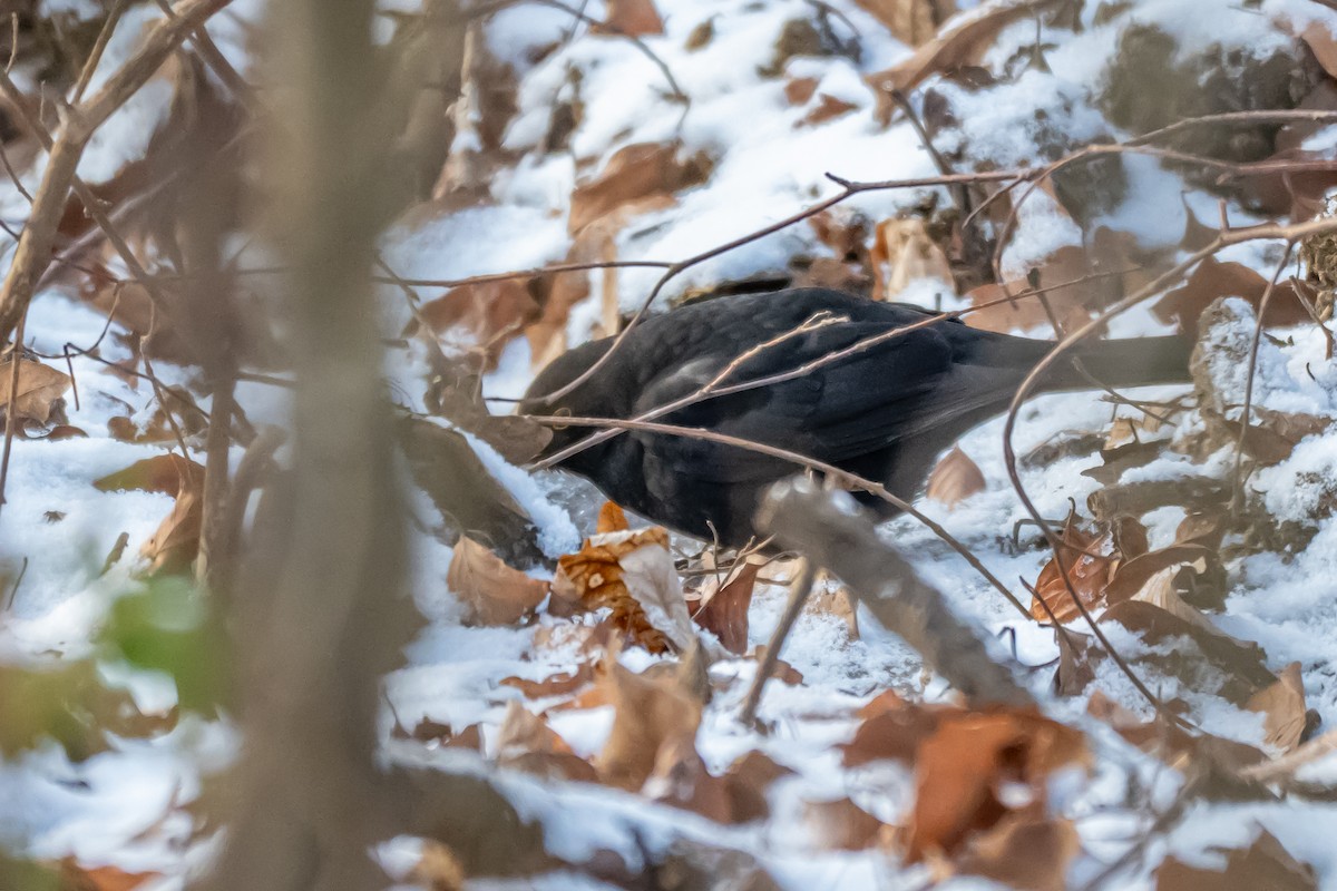 Дрізд чорний - ML648613374