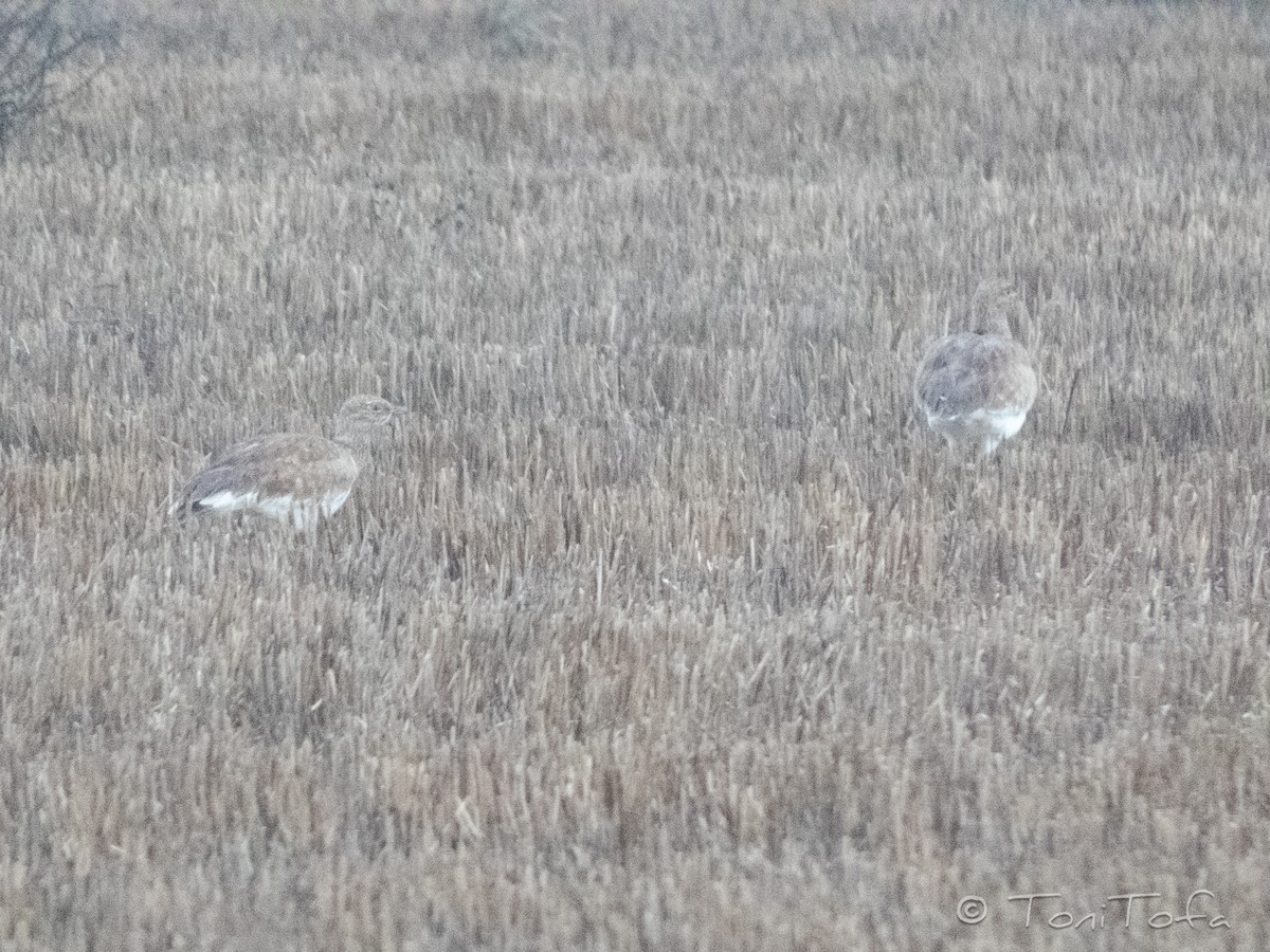 Zwergtrappe - ML648613553