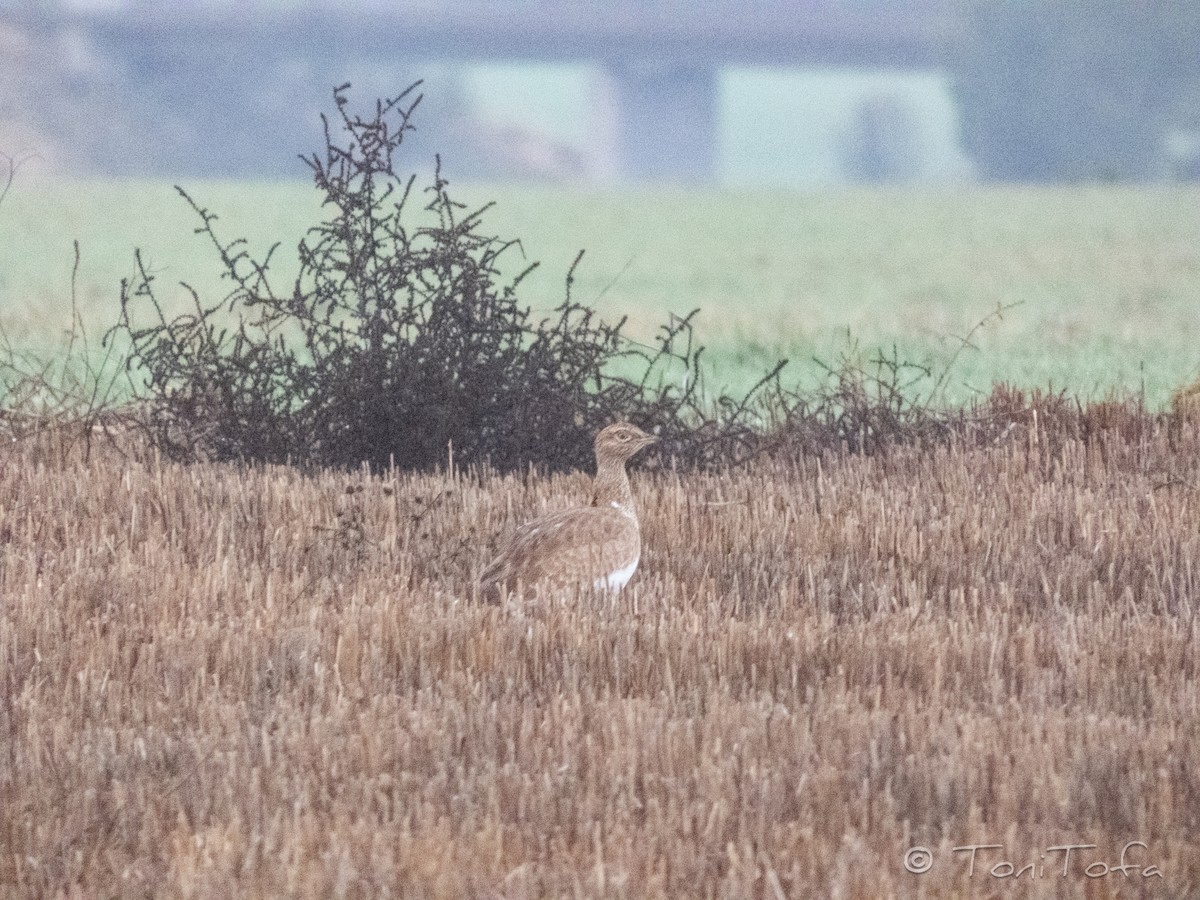 Zwergtrappe - ML648613554