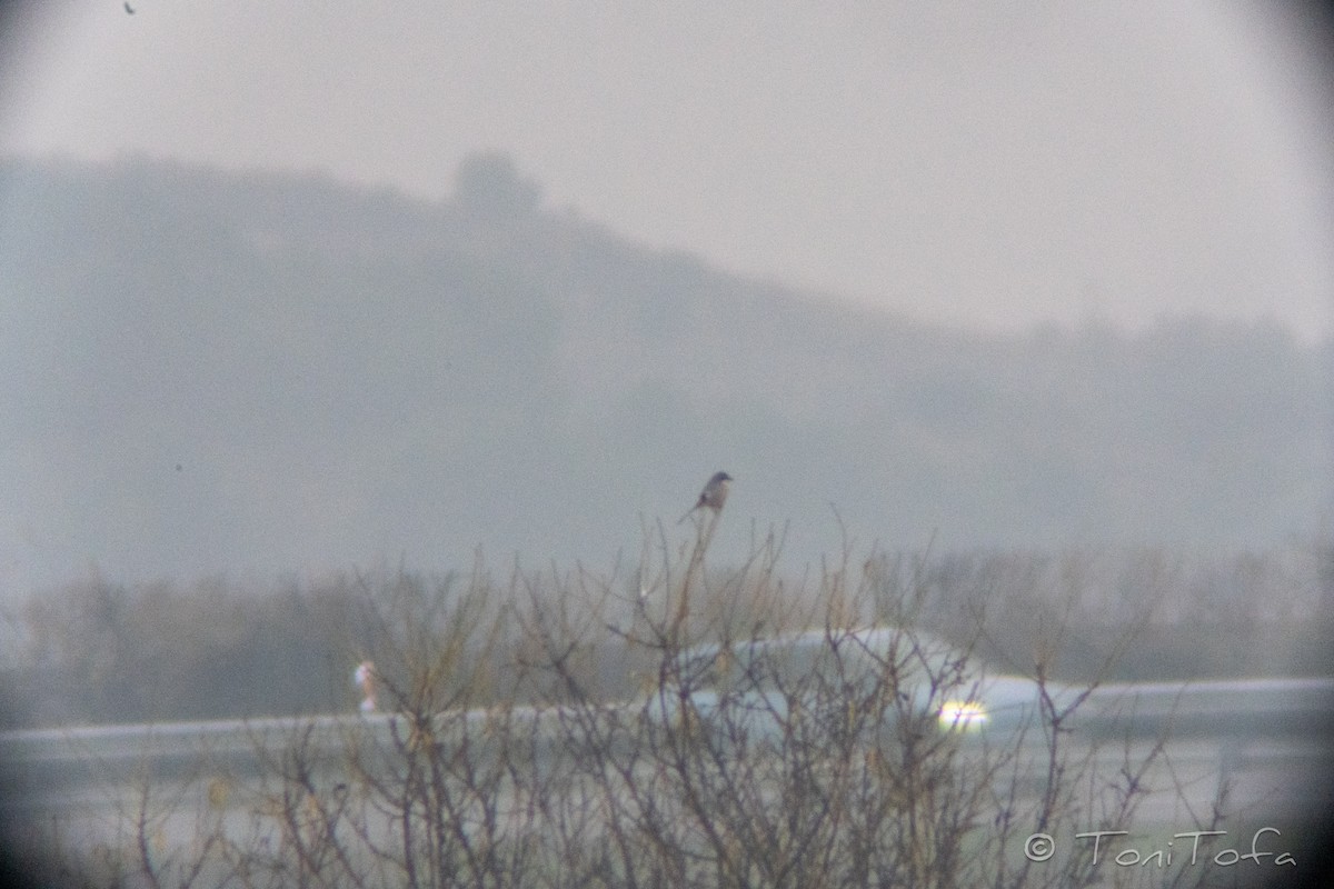 Iberienraubwürger - ML648613560