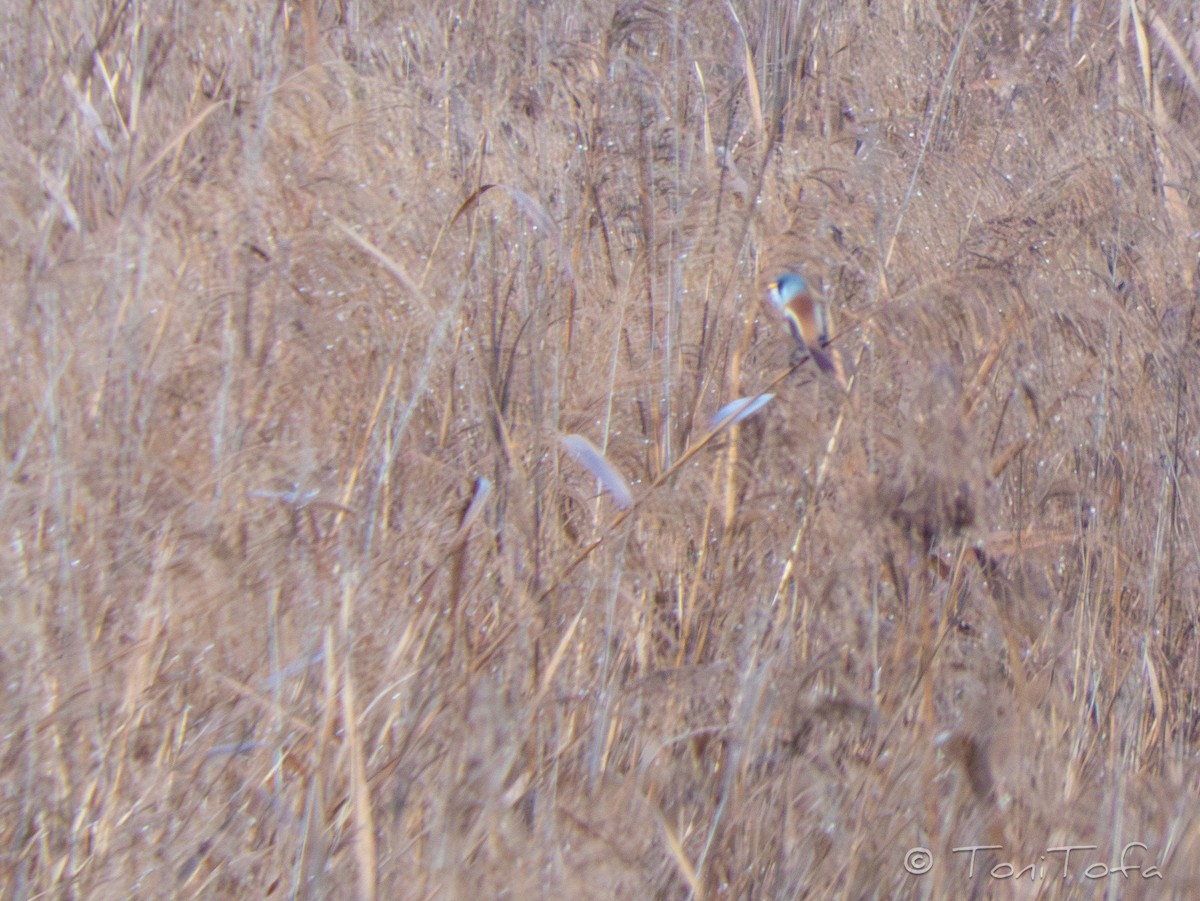 Bartmeise - ML648613574