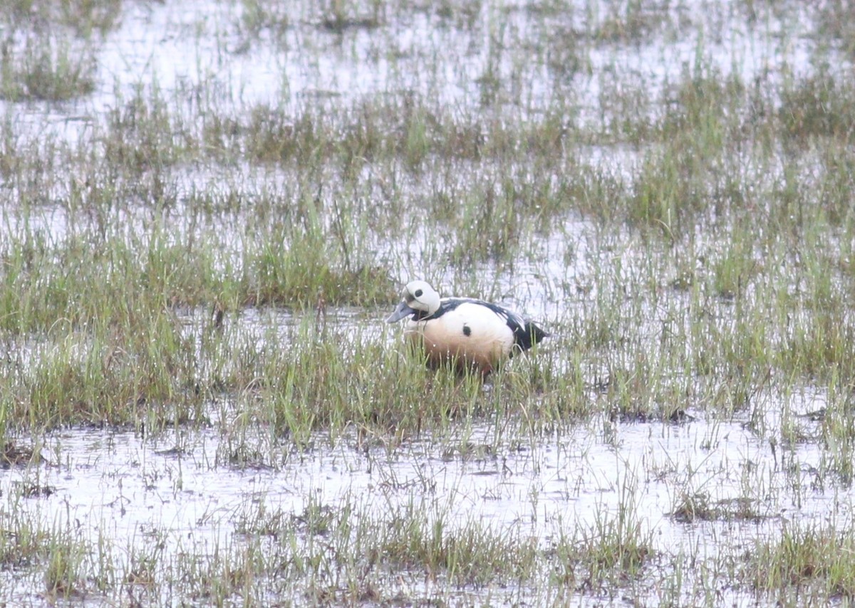 stellerand - ML648613596