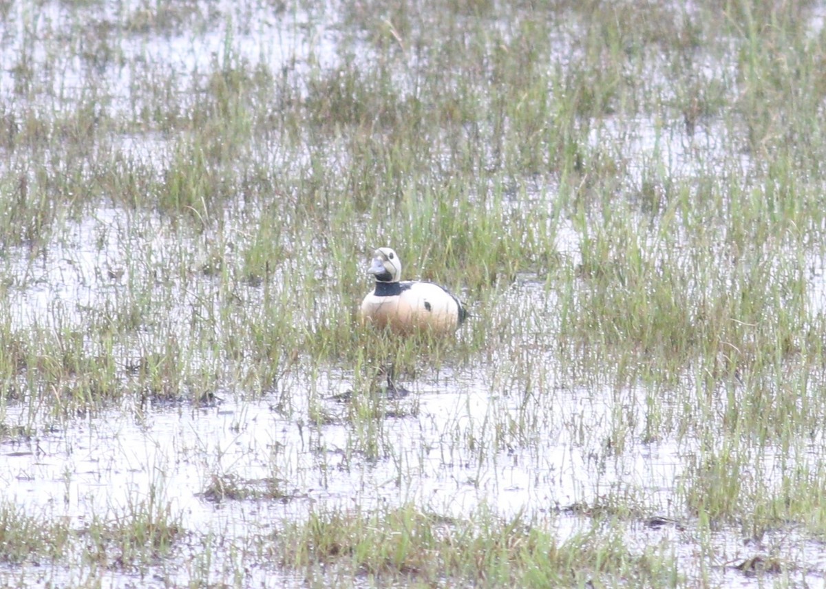 stellerand - ML648613597