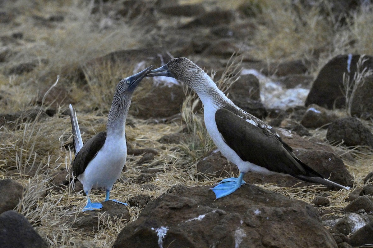Blue-footed Booby - ML648613601