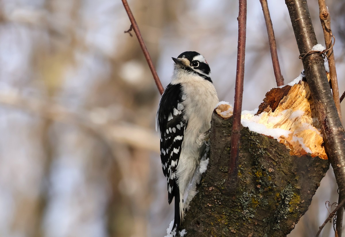 eBird Checklist - 10 Jan 2026 - *Northland Ravine - 18 species