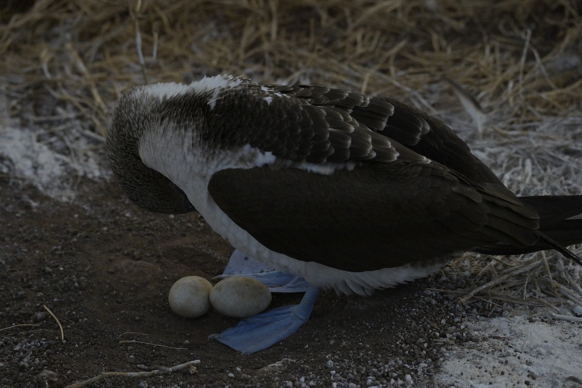 Blue-footed Booby - ML648613847