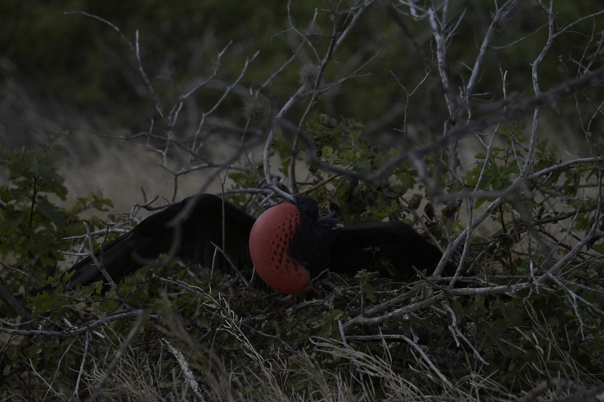 Magnificent Frigatebird - ML648613878