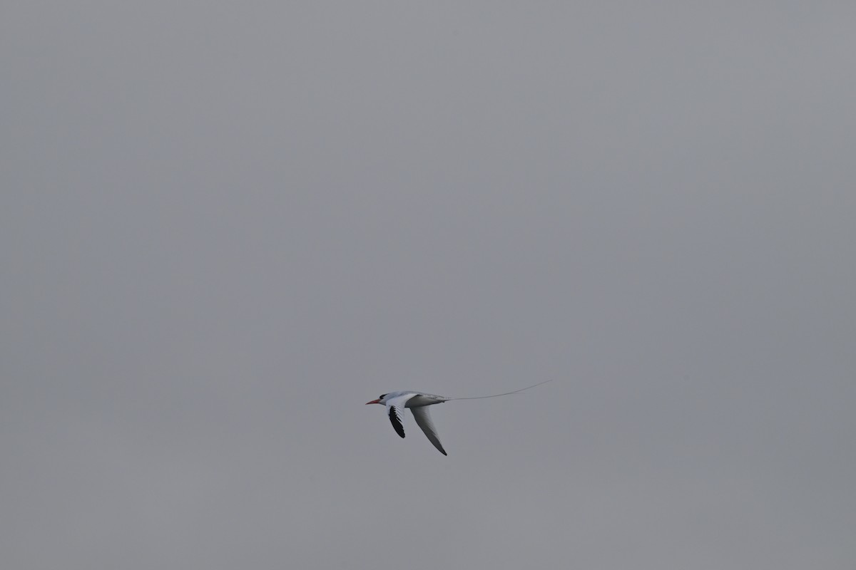 Red-billed Tropicbird - ML648613927