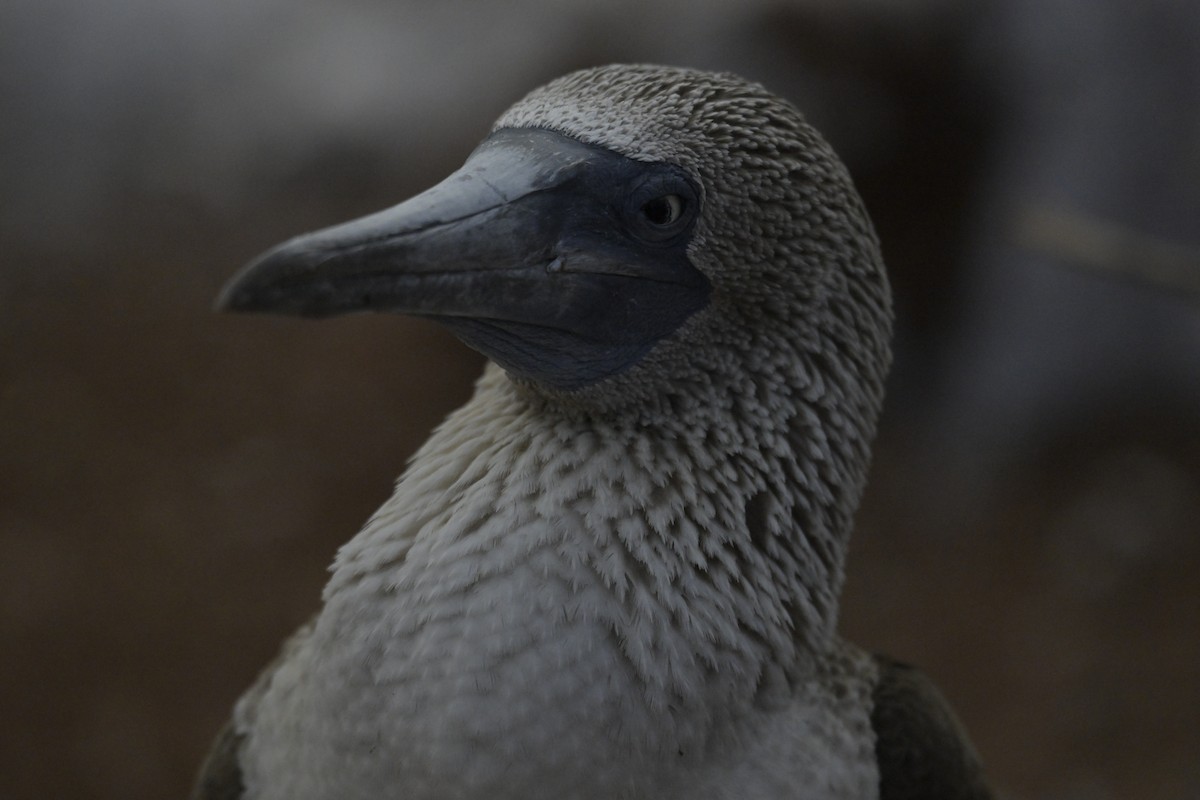 Blue-footed Booby - ML648613959