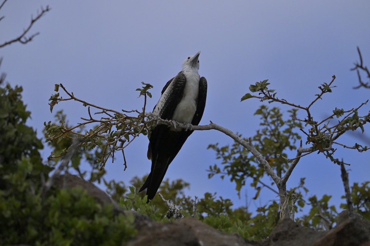 Magnificent Frigatebird - ML648614108