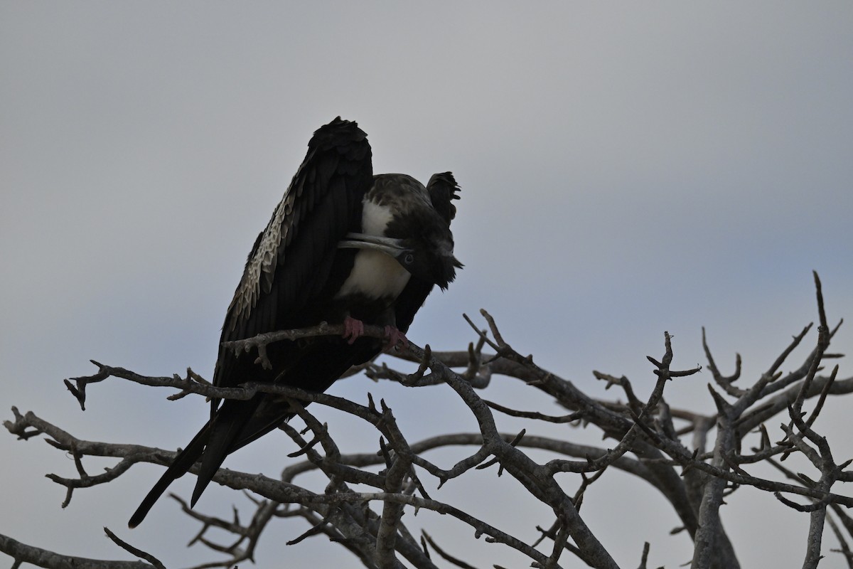 Great Frigatebird - ML648614131