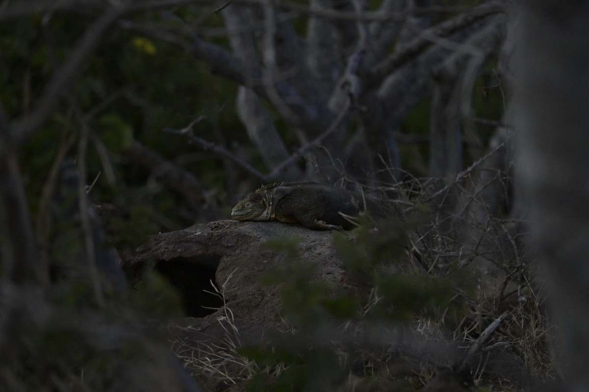 Animals - ML648614236