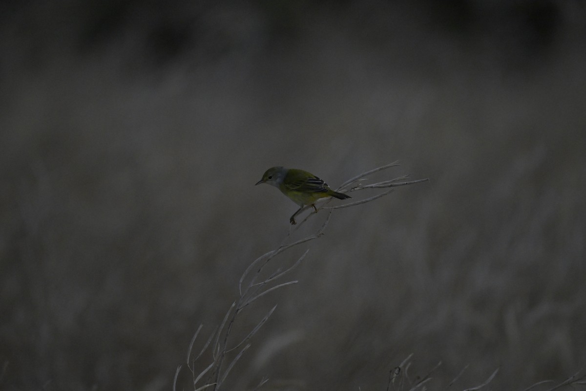 Mangrove Yellow Warbler (Galapagos) - ML648614294