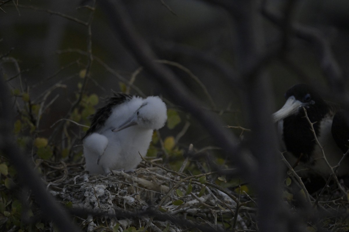 Magnificent Frigatebird - ML648614630