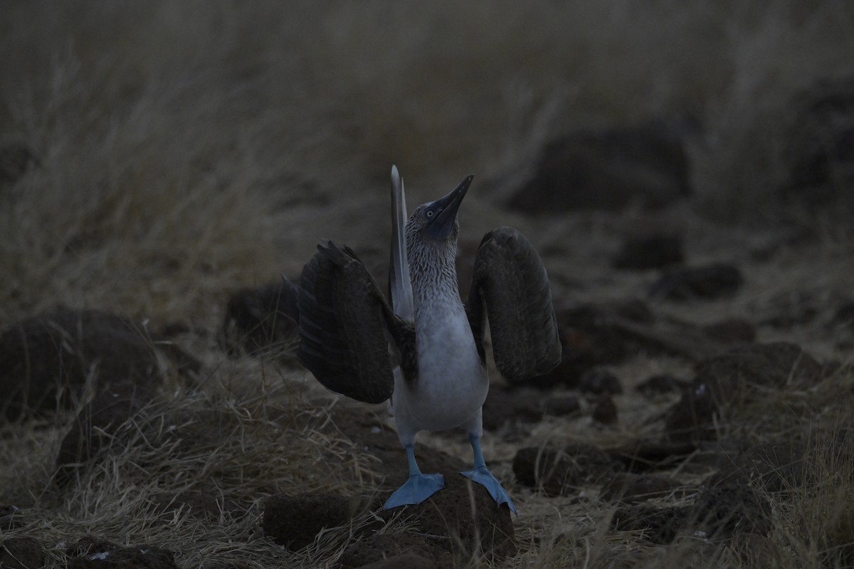 Blue-footed Booby - ML648614657