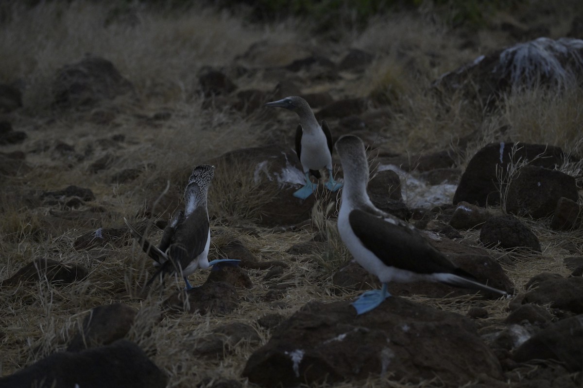 Blue-footed Booby - ML648614687