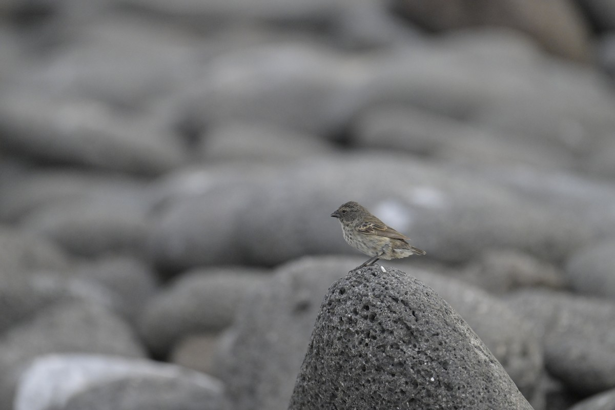 Small Ground-Finch - ML648614787