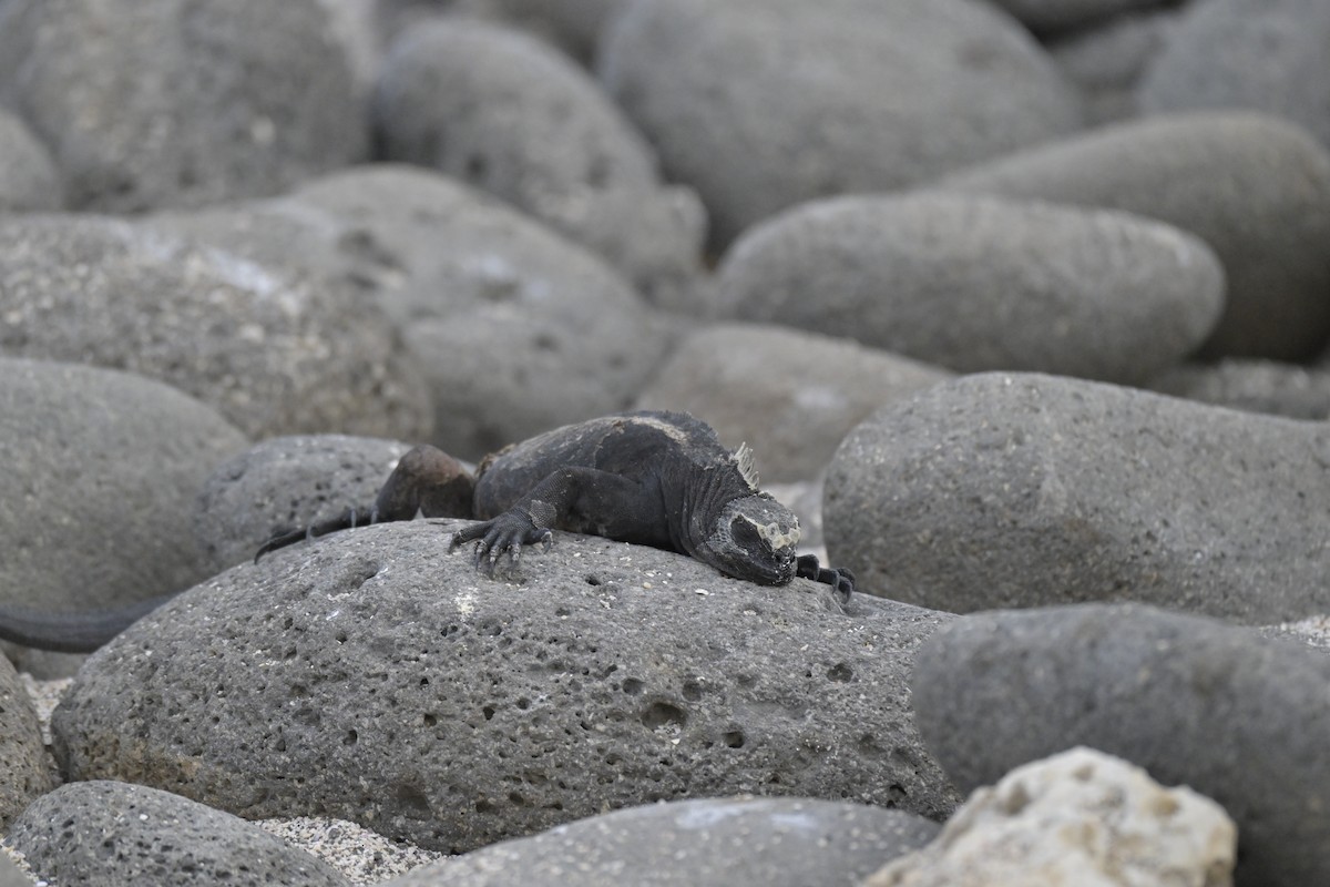 Animals - ML648614849