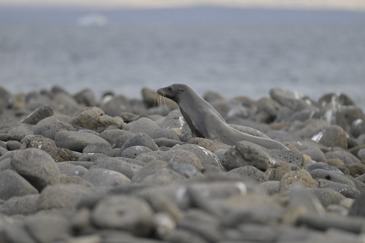 Animals - ML648614854