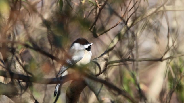 雑種 カロライナコガラ x アメリカコガラ - eBird