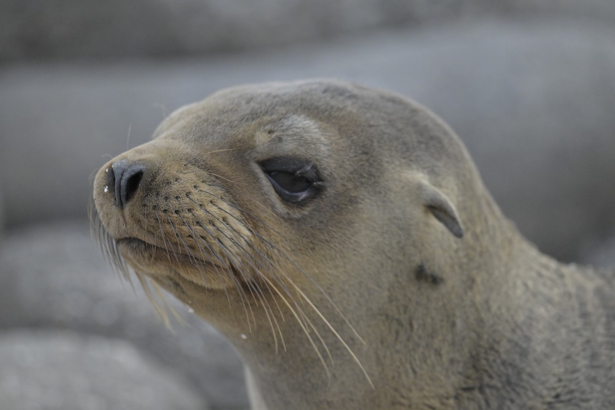 Animals - ML648614873