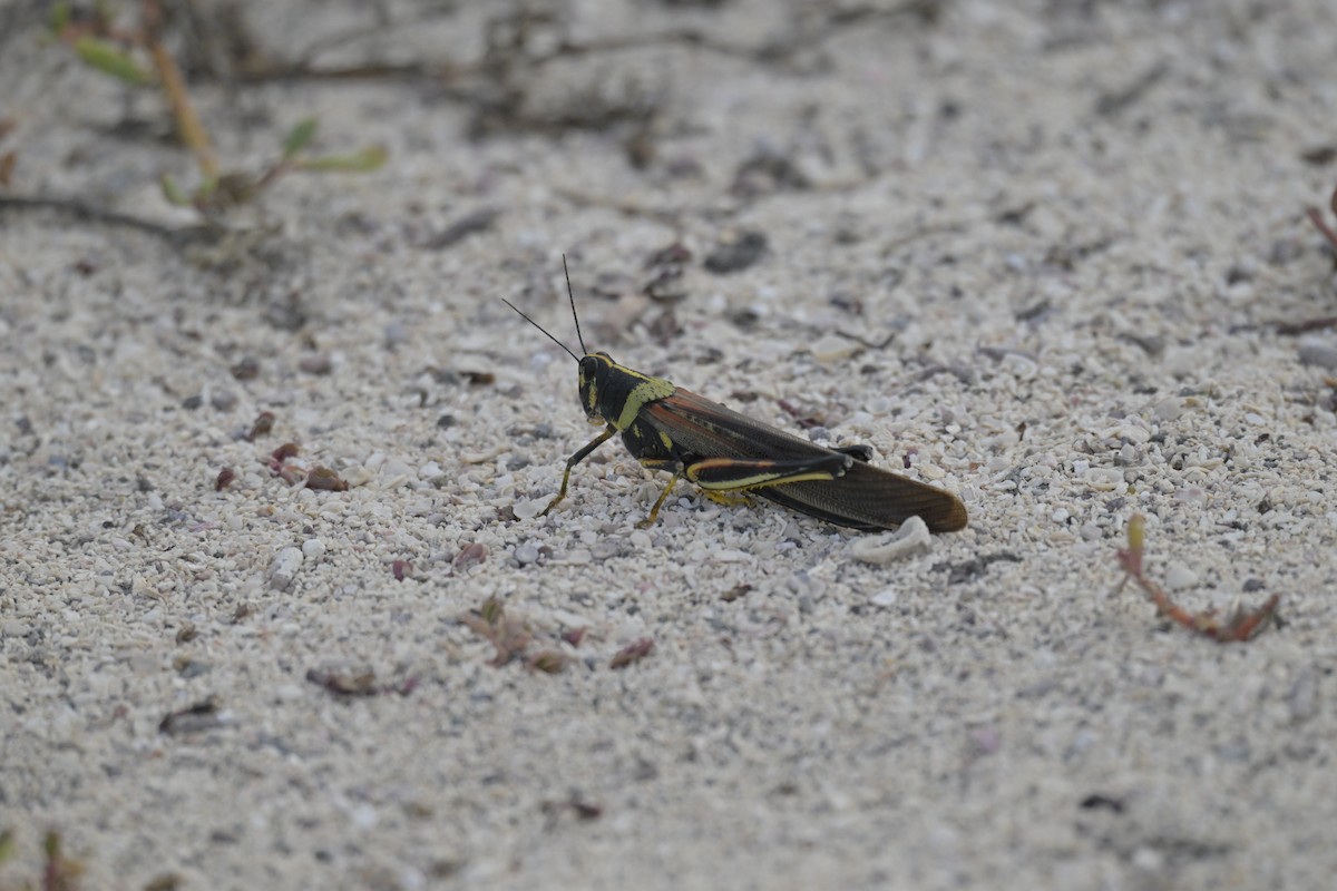 Animals - ML648614885