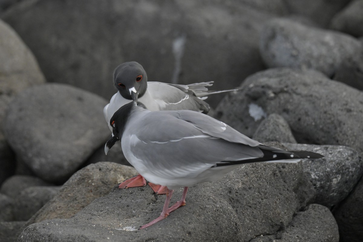 Swallow-tailed Gull - ML648614903