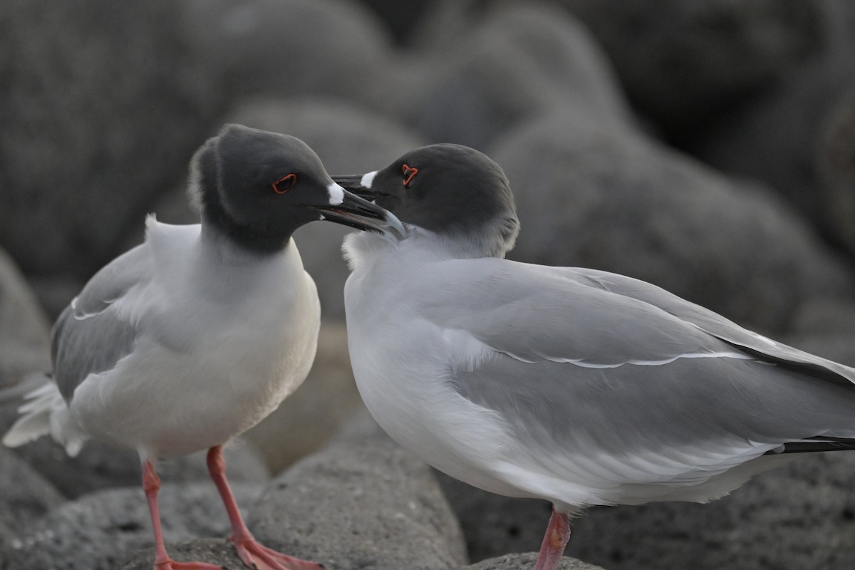 Swallow-tailed Gull - ML648614915