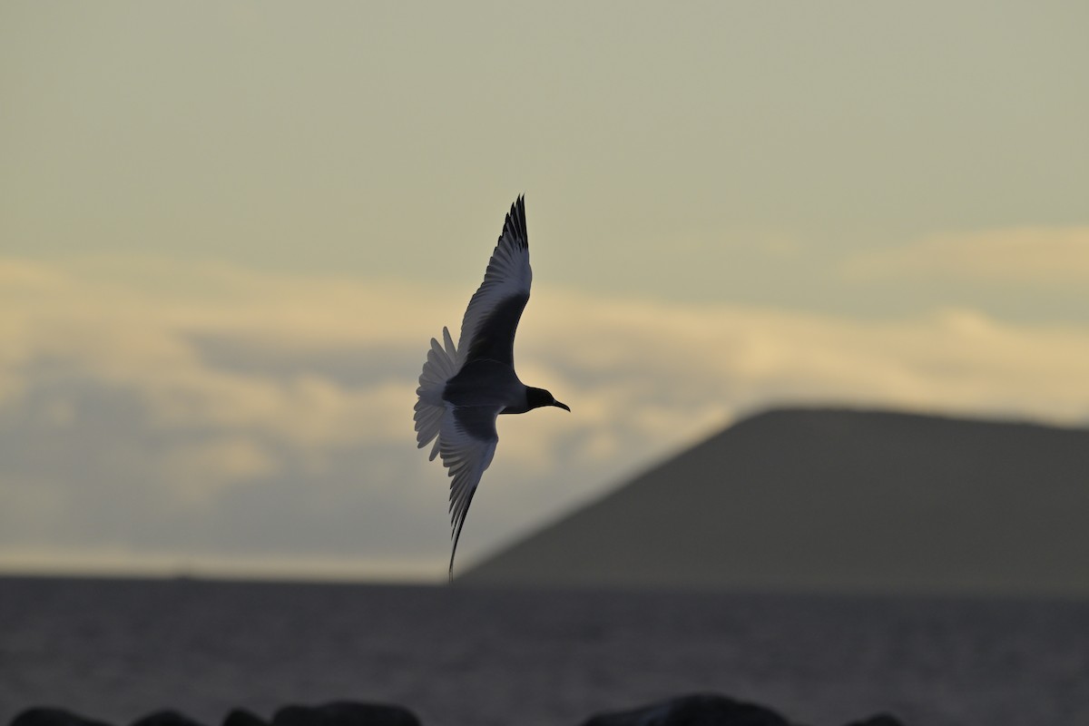 Swallow-tailed Gull - ML648614953