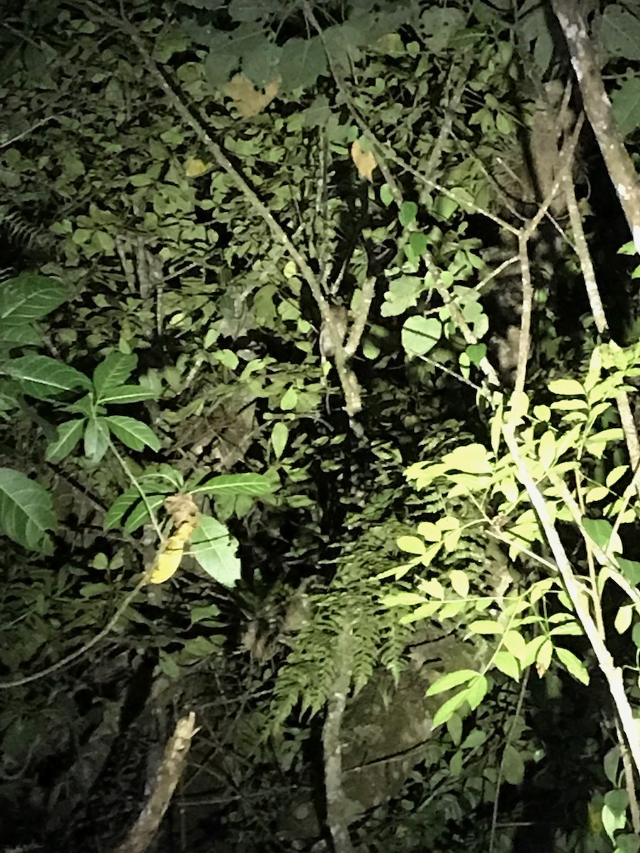 Stygian Owl - ML648615005