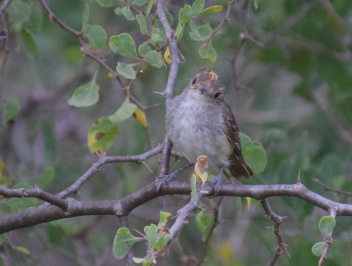 Fulvous-crowned Scrub-Tyrant - ML648615321