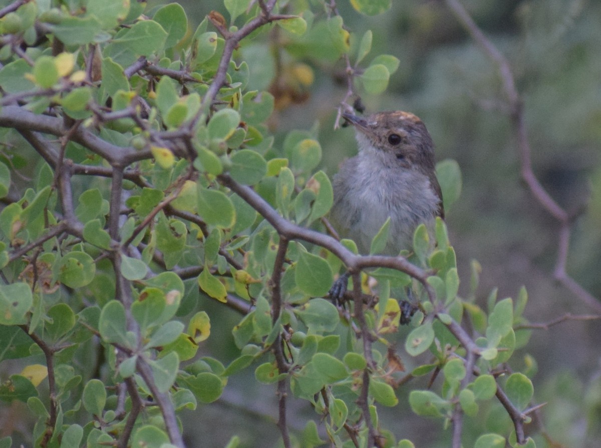 Fulvous-crowned Scrub-Tyrant - ML648615322