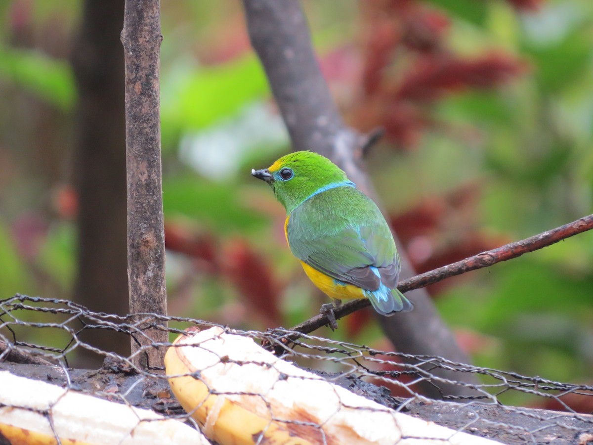 Clorofonia Nuquiazul - ML648616439