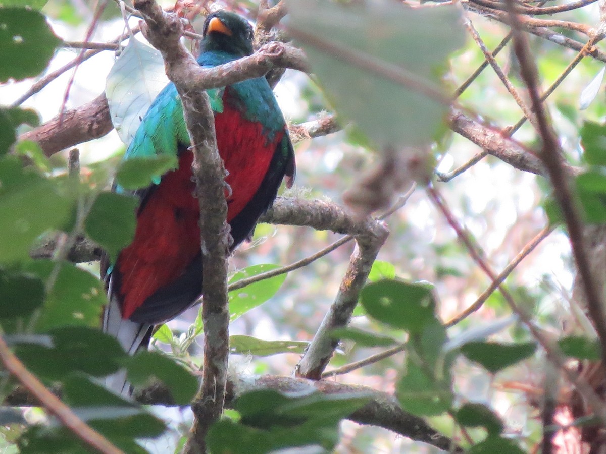 Quetzal Fúlgido - ML648616597