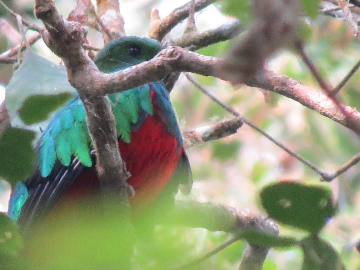 Quetzal Fúlgido - ML648616598