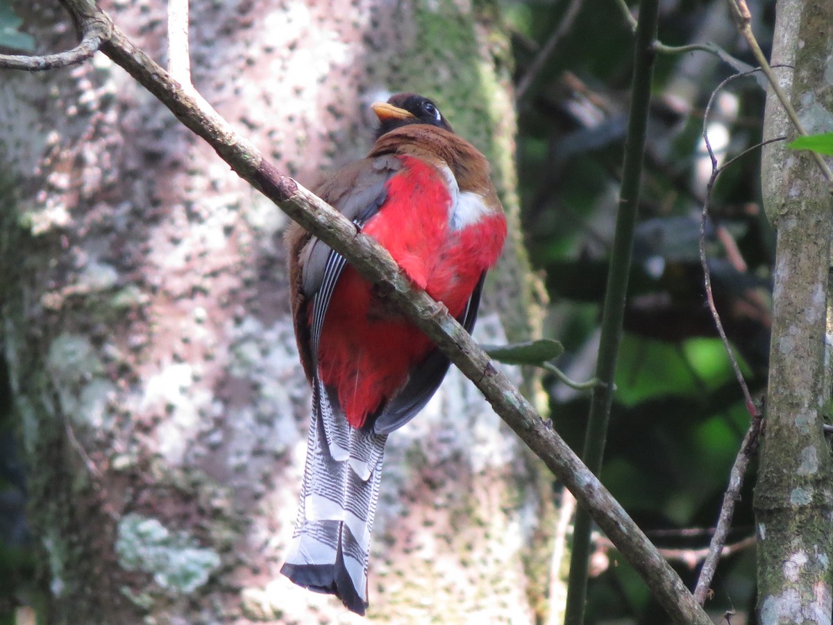Trogón Enmascarado - ML648616636