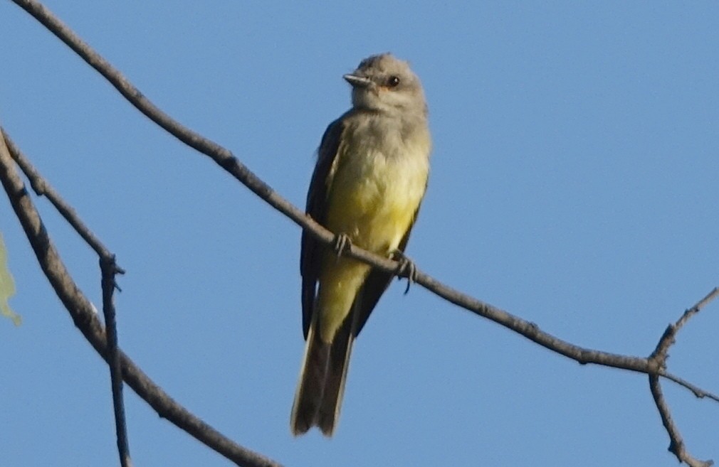 Western Kingbird - ML64861791