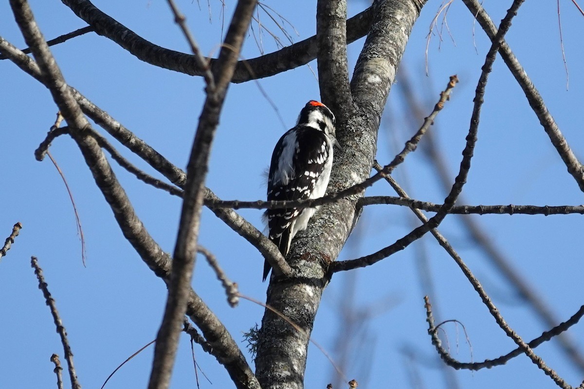 hårspett - ML648617939