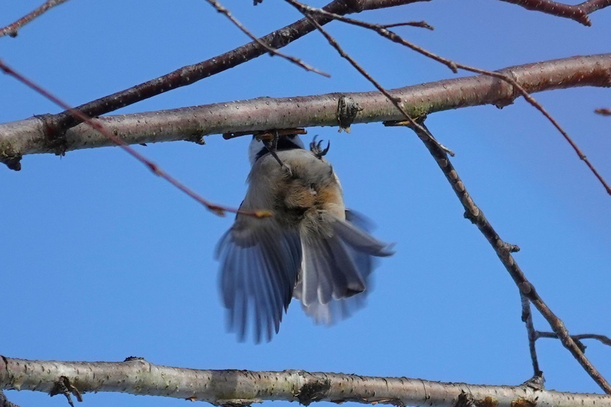 Black-capped Chickadee - Brenda Jordan