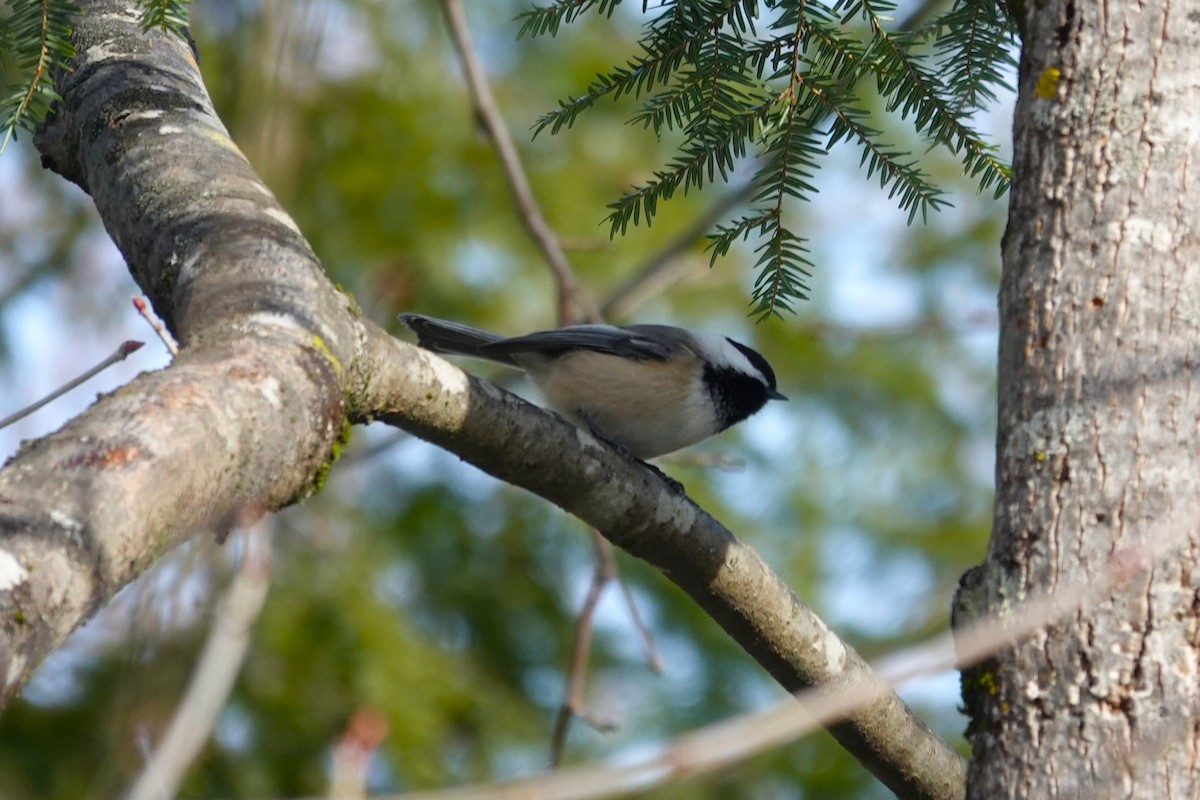 amerikameis - ML648617958