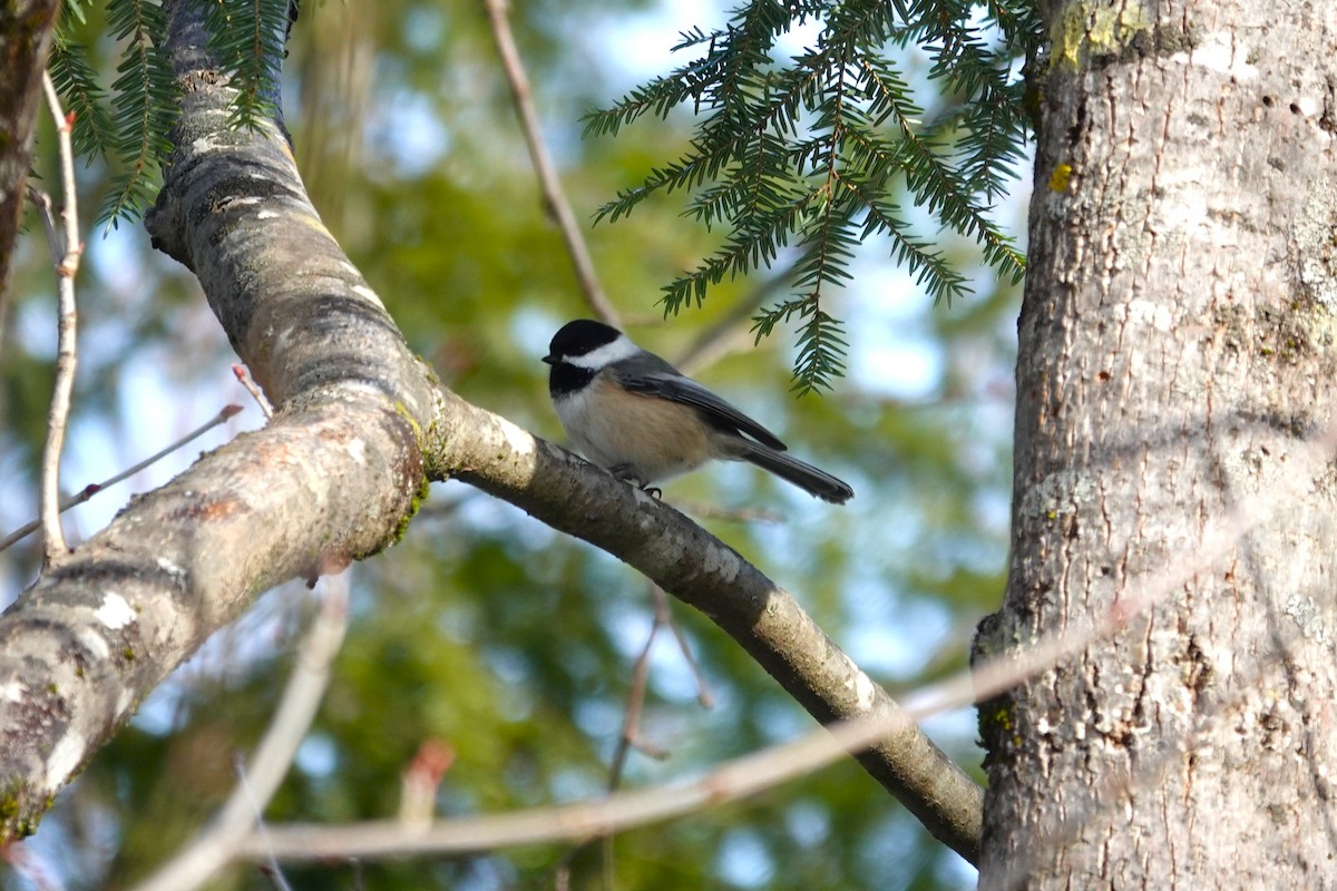 amerikameis - ML648617959