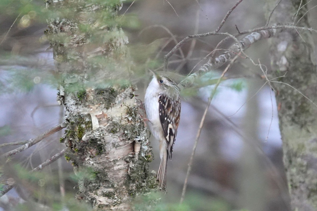 amerikatrekryper - ML648617992