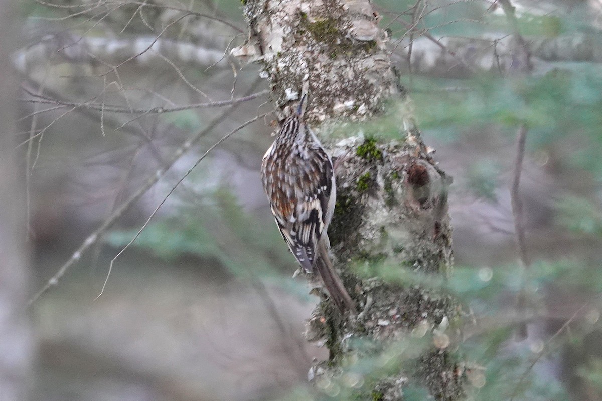 amerikatrekryper - ML648617993