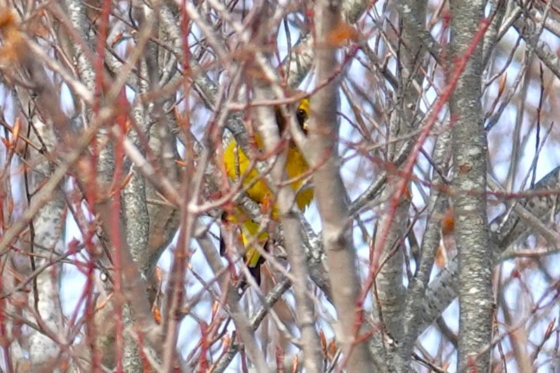 gulbrynkjernebiter - ML648618003