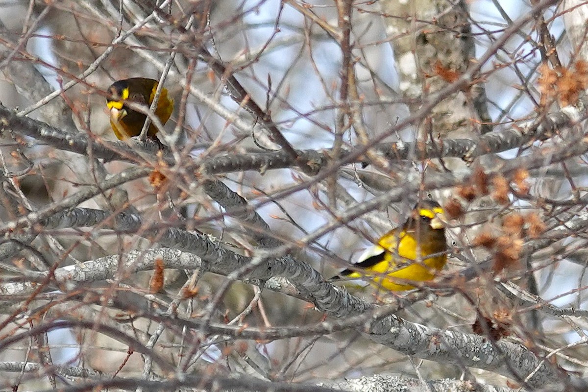 gulbrynkjernebiter - ML648618004