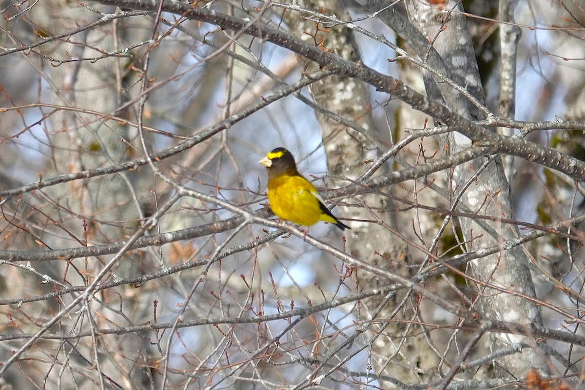 gulbrynkjernebiter - ML648618006