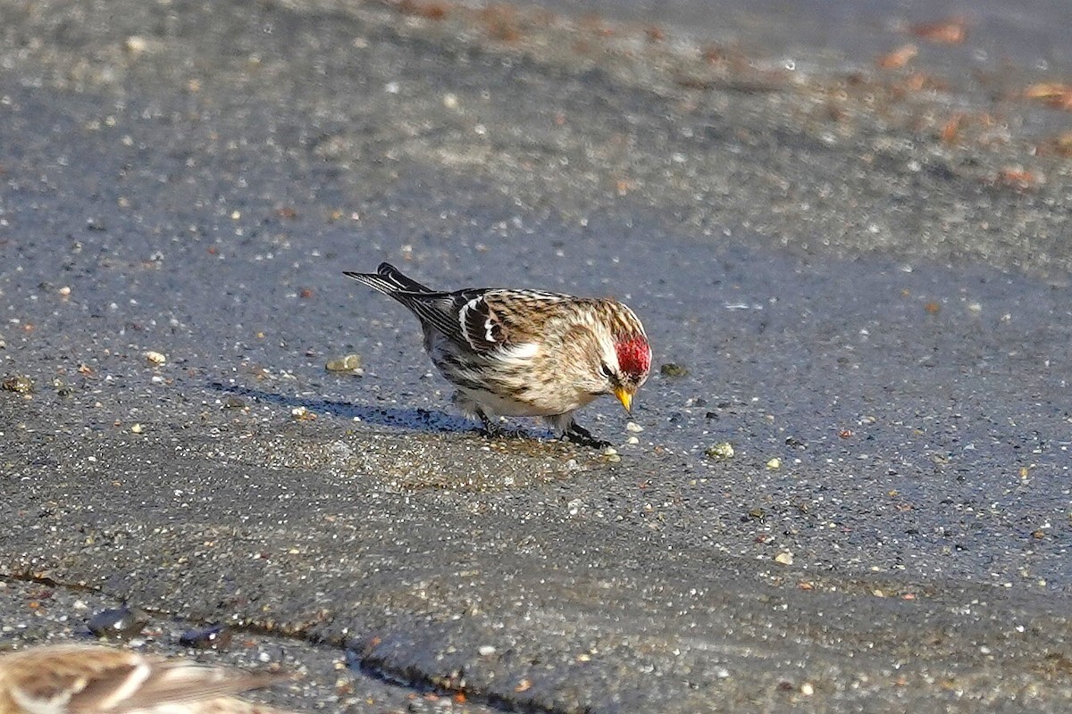 gråsisik - ML648618025