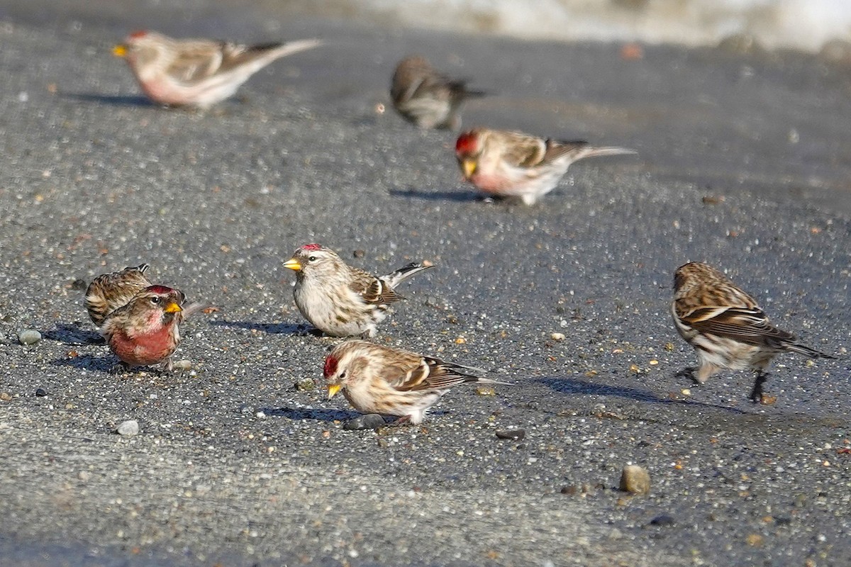 Redpoll - Brenda Jordan