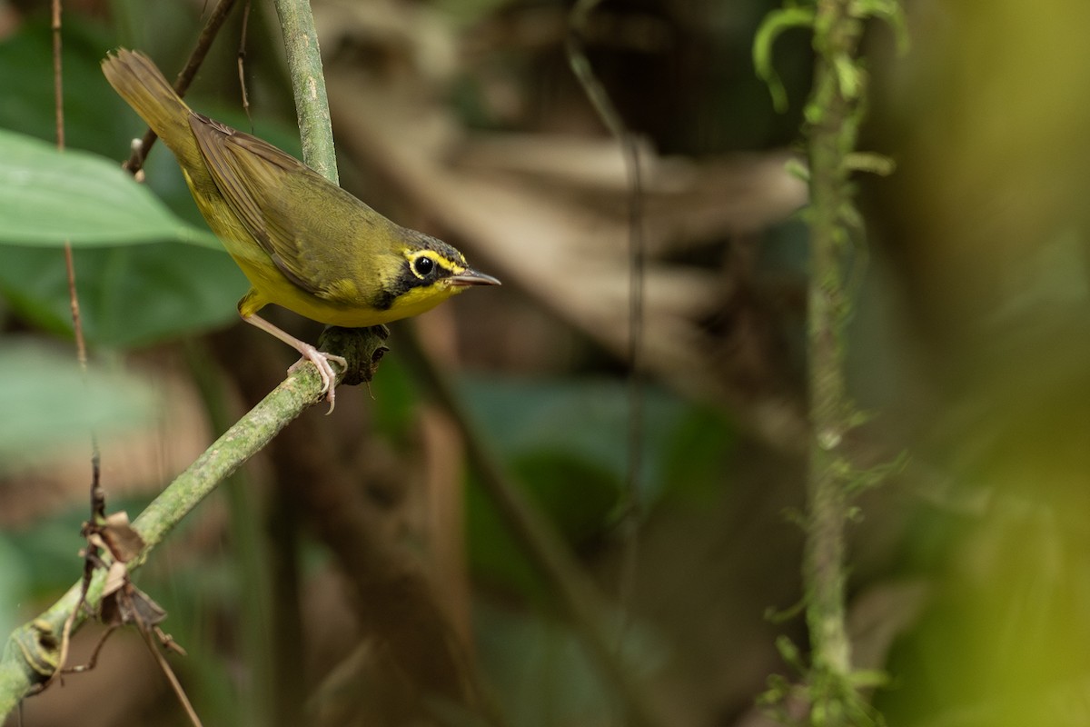 Kentucky Warbler - Joshua Covill
